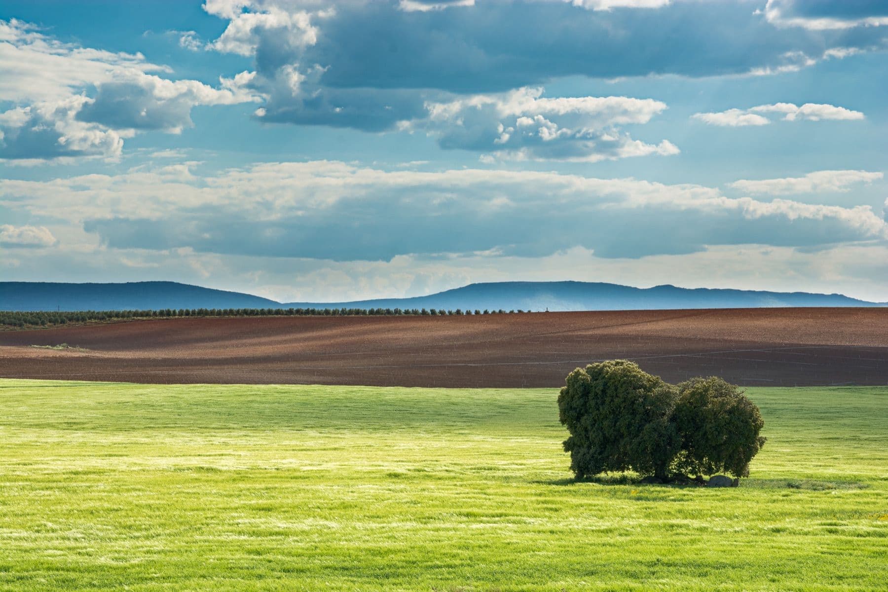 A single tree standing in a bright green field under a wide sky